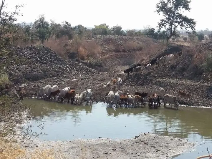 Cattle drinking at a water hole near NETRAVAN.