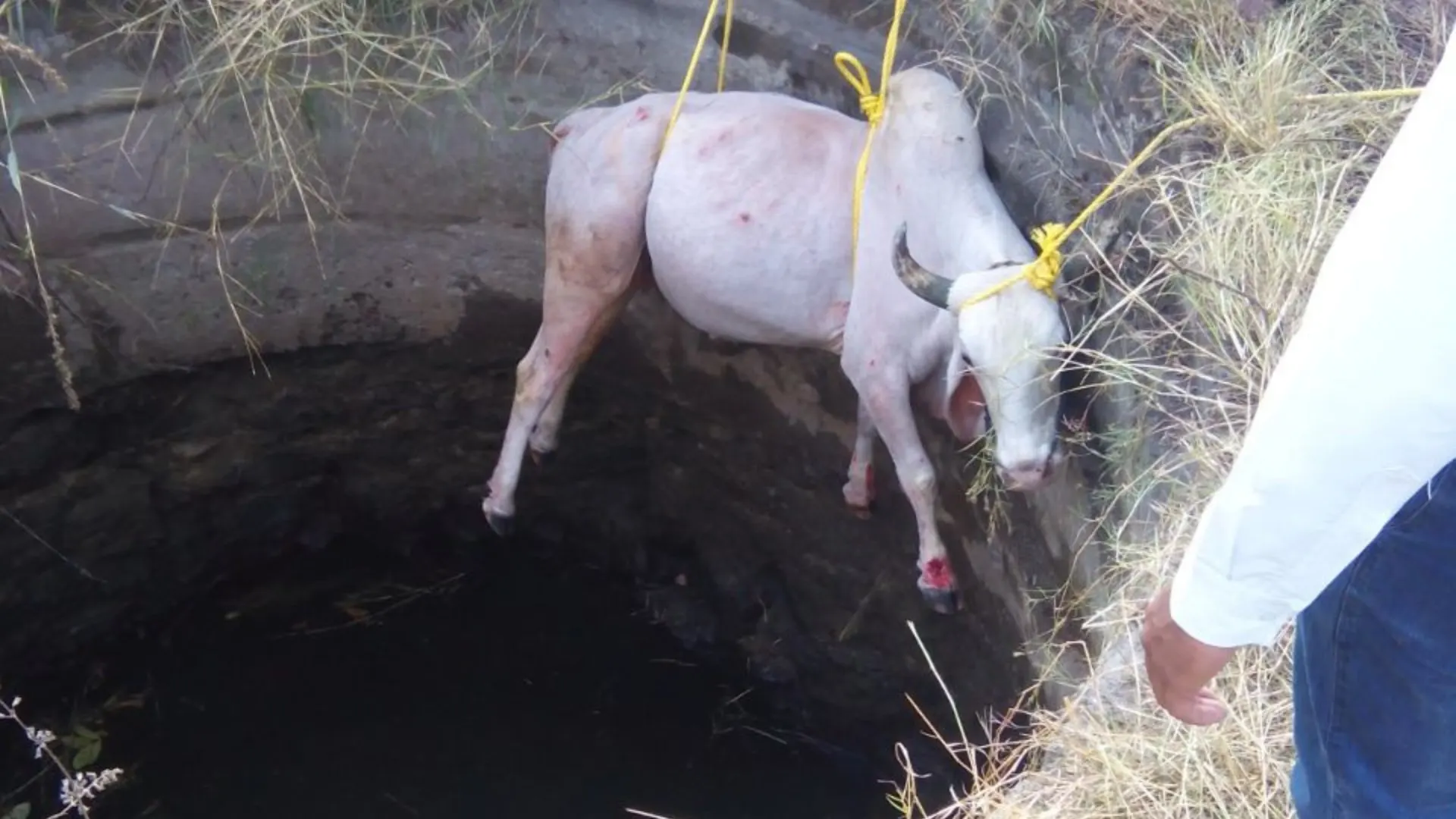 Rescuing a cow trapped in a pit.