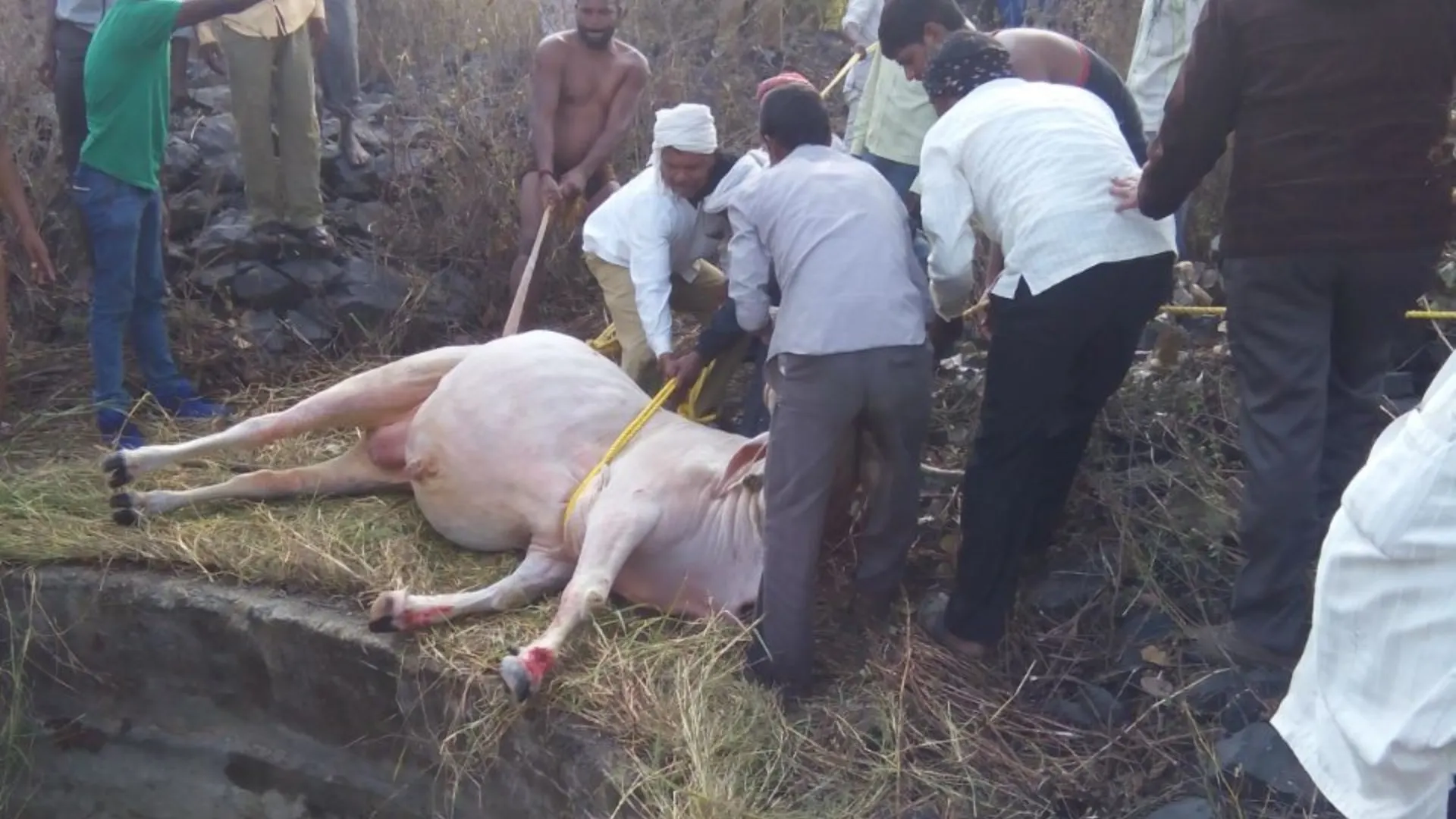 The rescue team and villagers bring the cow to safety.