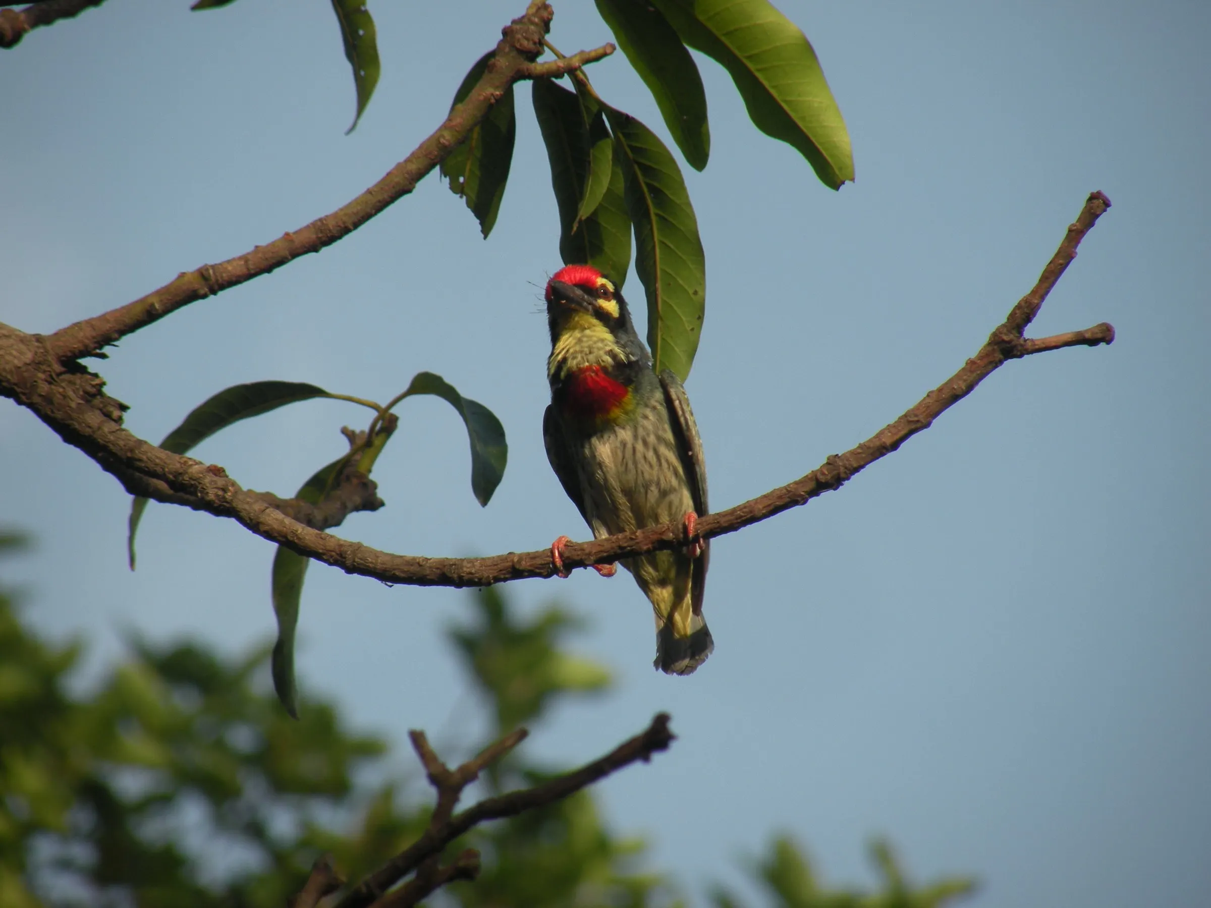 A coppersmith barbet, one of the many birds of our forest.