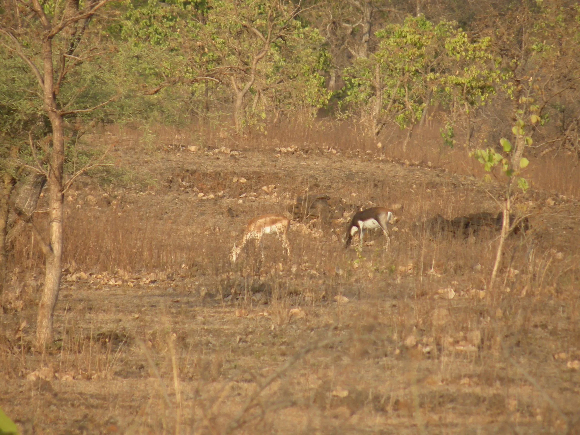 Blackbuck at NETRAVAN.