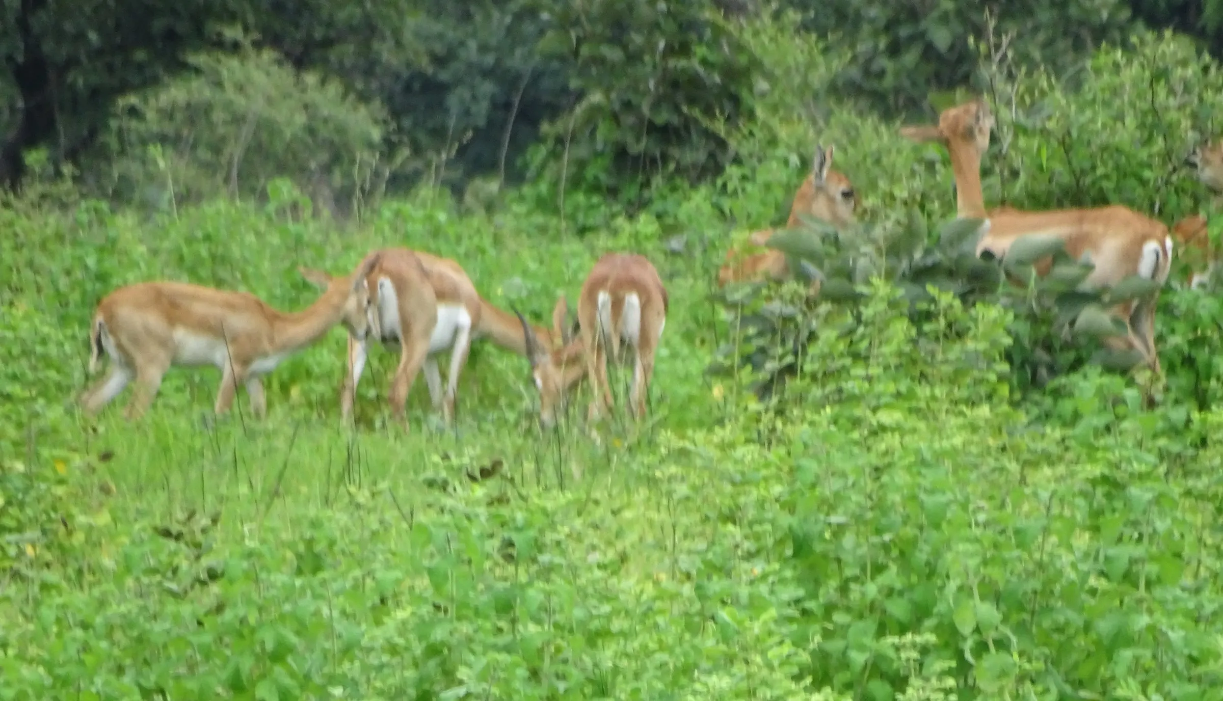 Blackbuck grazing in the forest near NETRAVAN.
