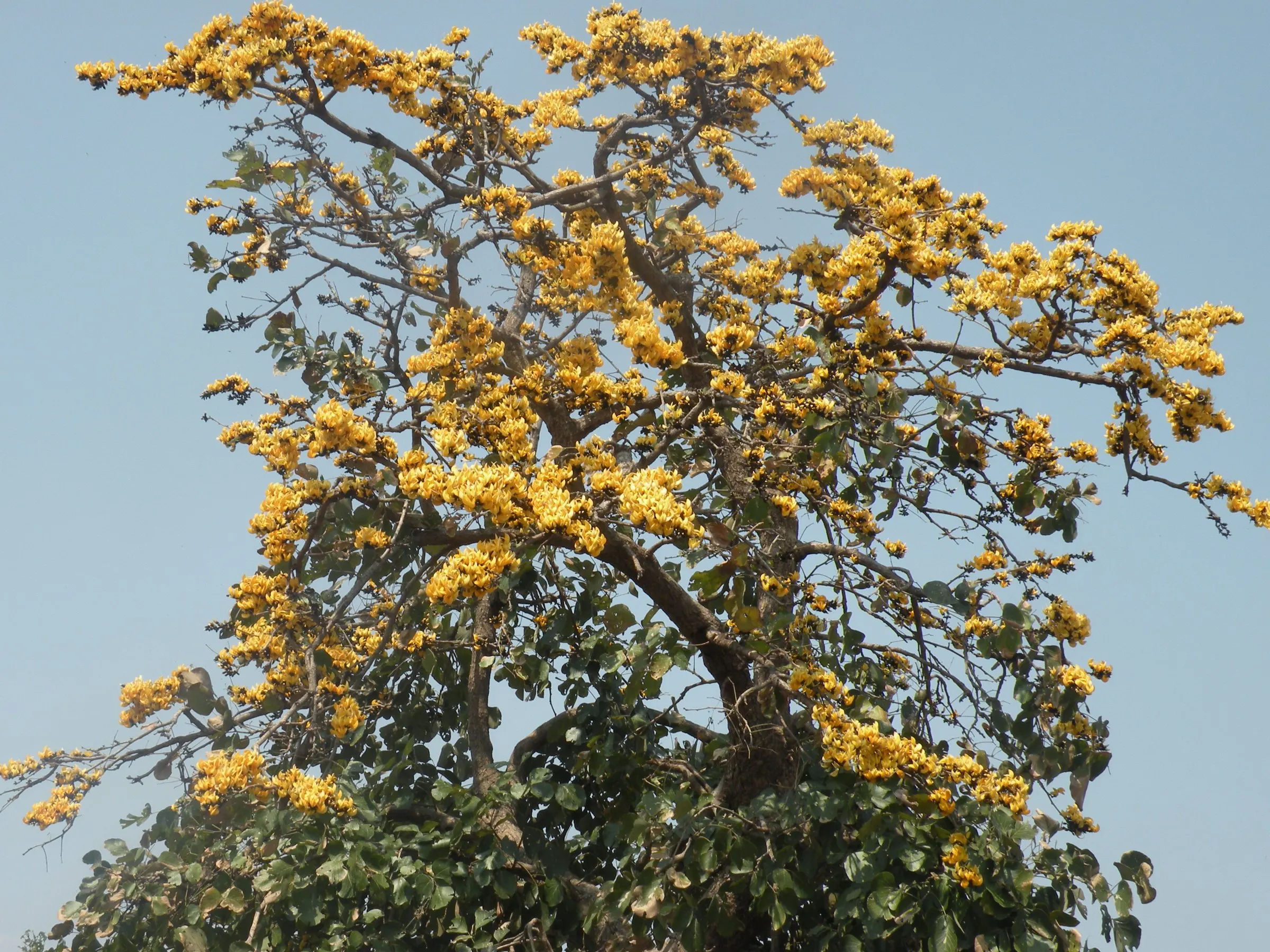 A tree in full bloom in the forest.