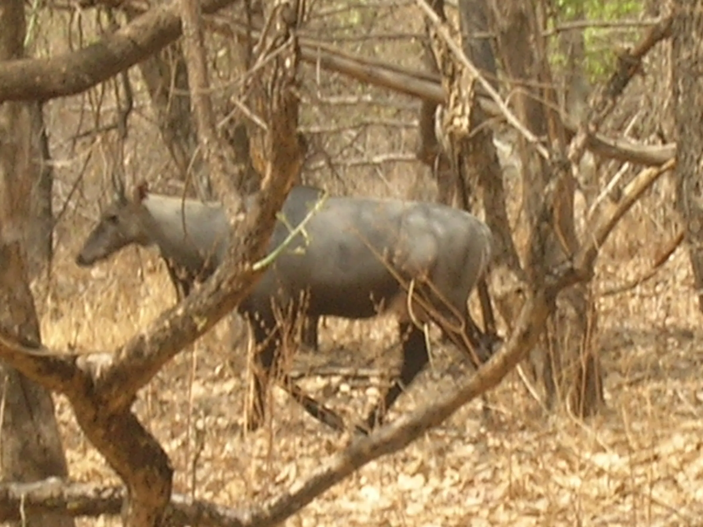 A nilgai (blue bull) at NETRAVAN.