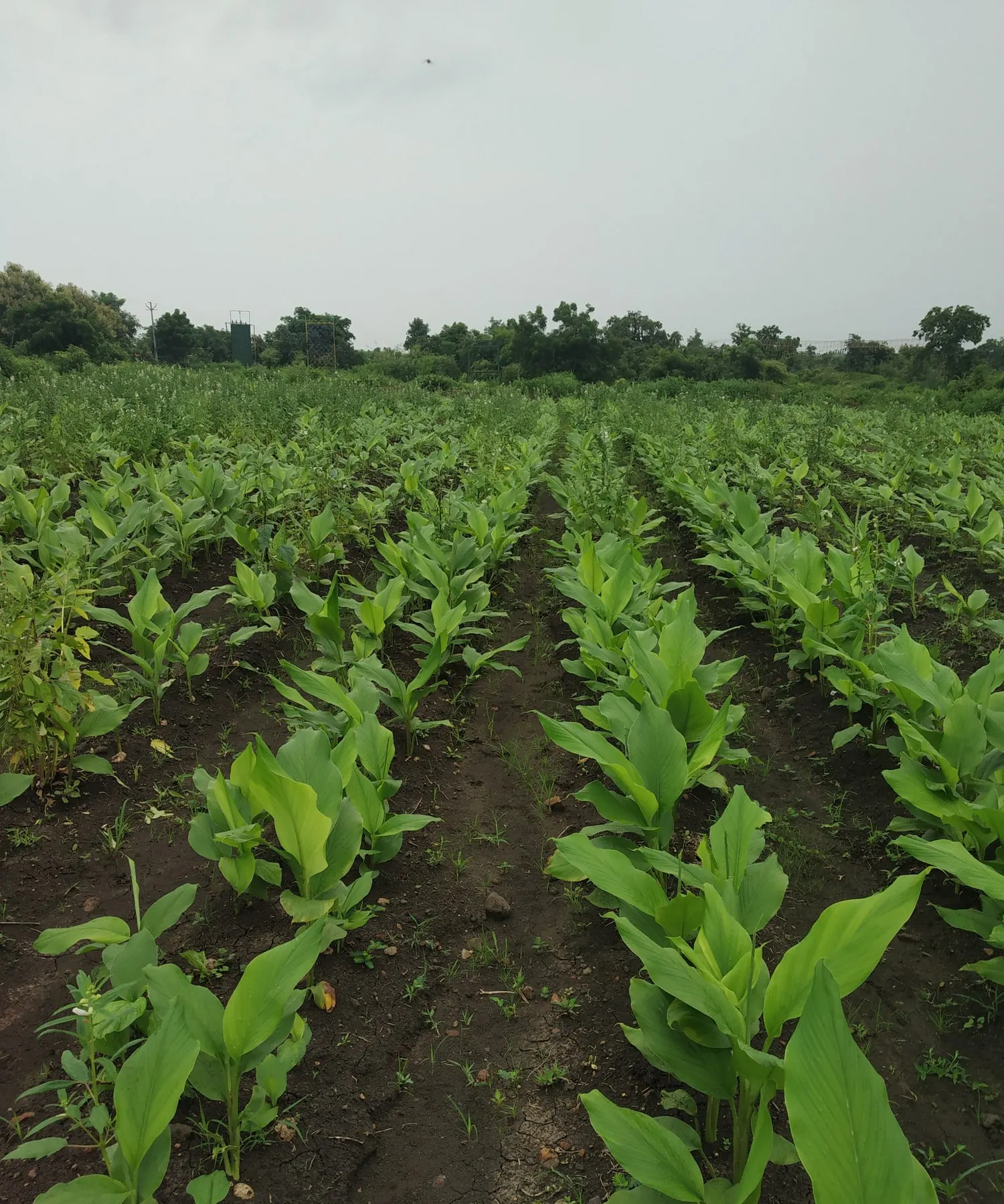 Organic turmeric farming at NETRAVAN.