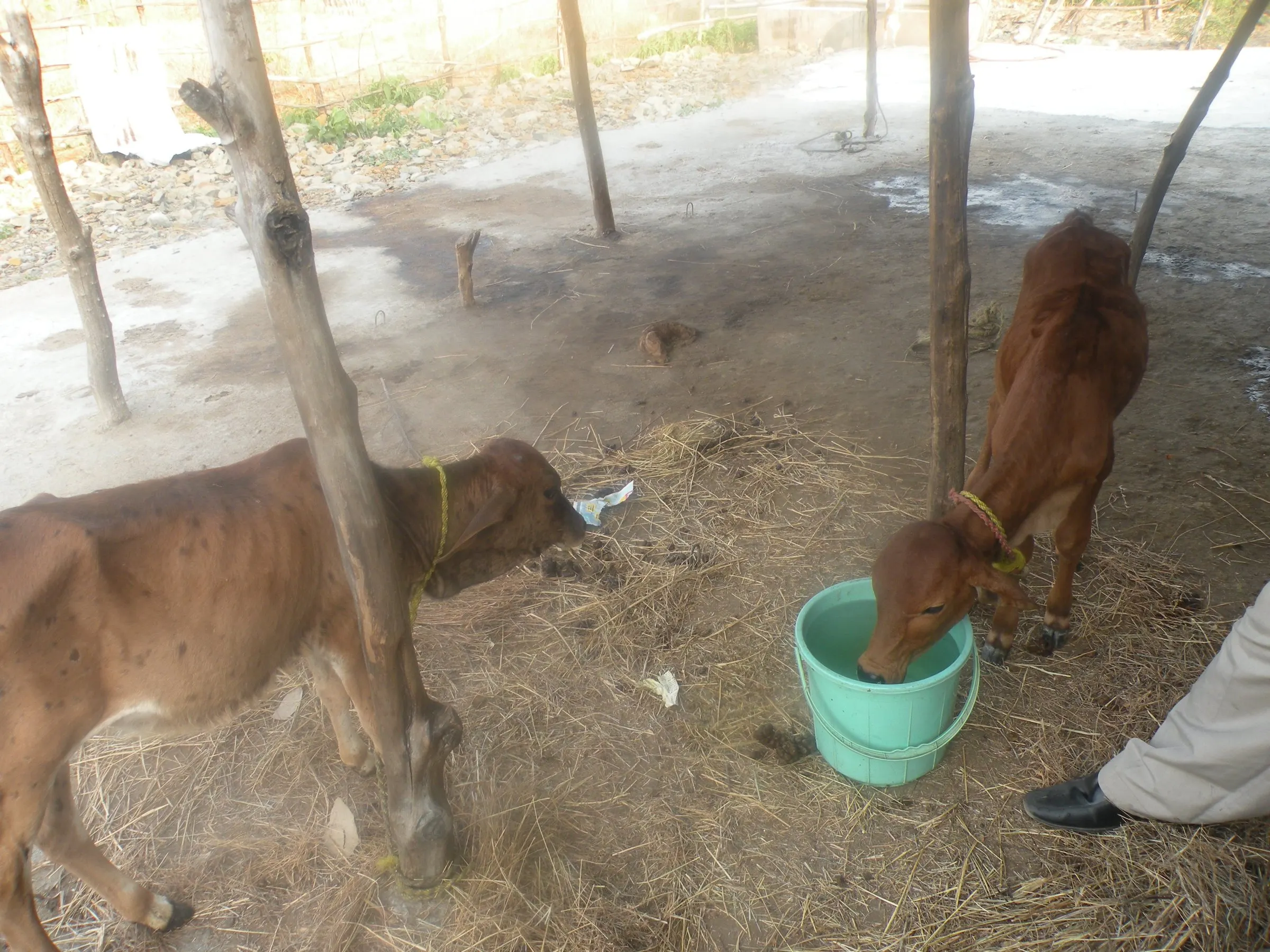 Calves at Prani Kalyan Ashram, NETRAVAN.