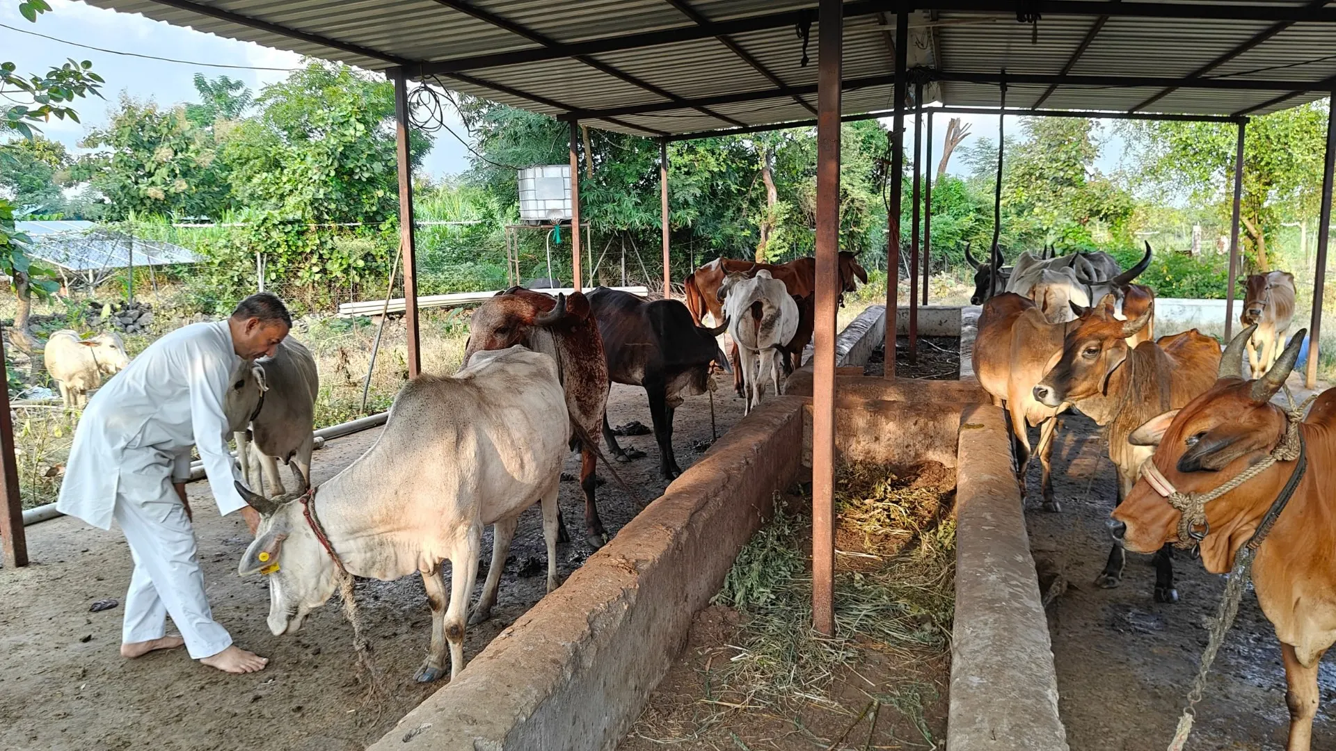 Cattle being fed at the Nisarg Vidnyan Goshala.
