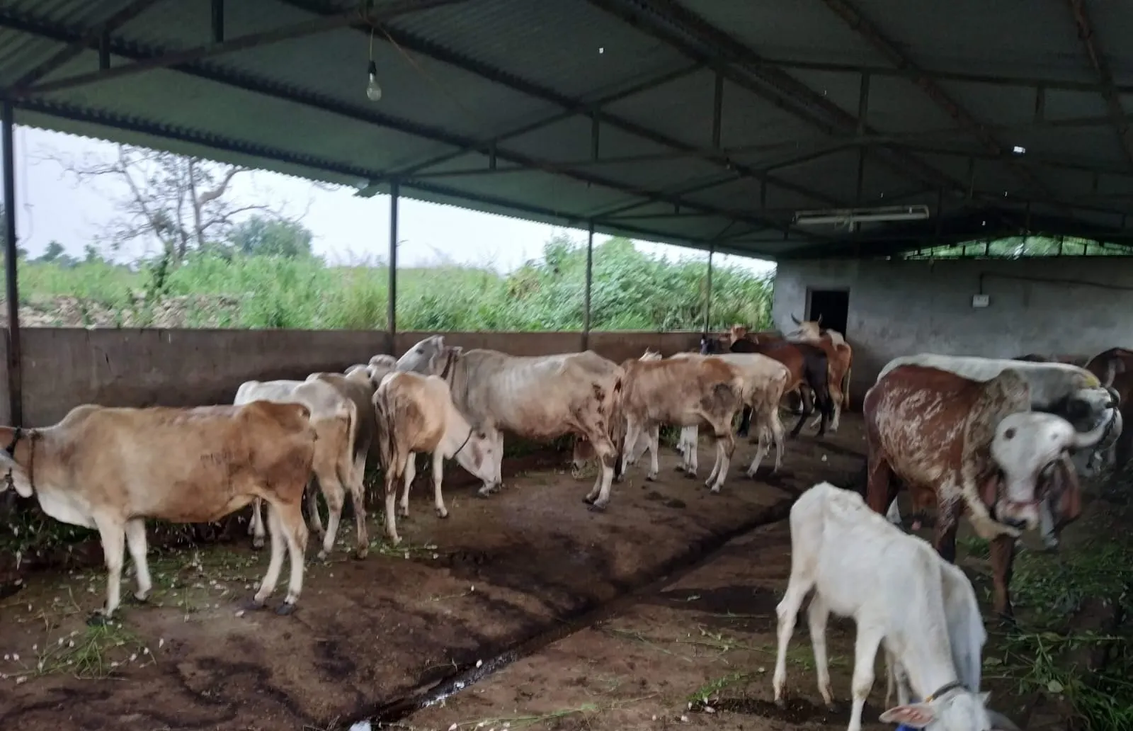 The herd at Prani Kalyan Ashram, Khapari (Davha).