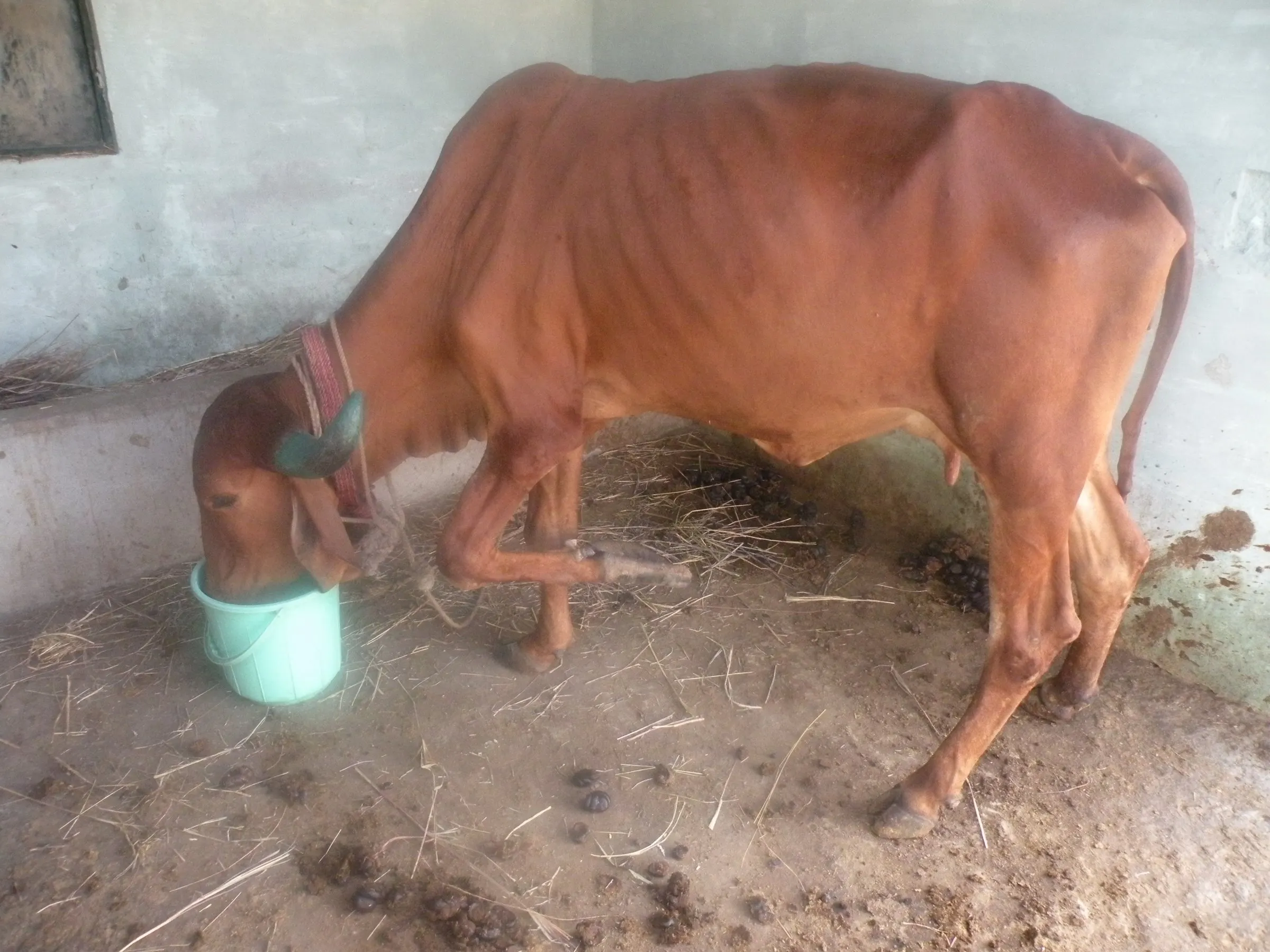 Laxmi, the first handicapped cow cared for at our goshala.
