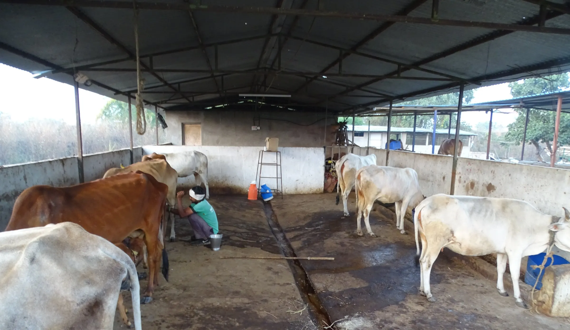 Daily care in the goshala shed.
