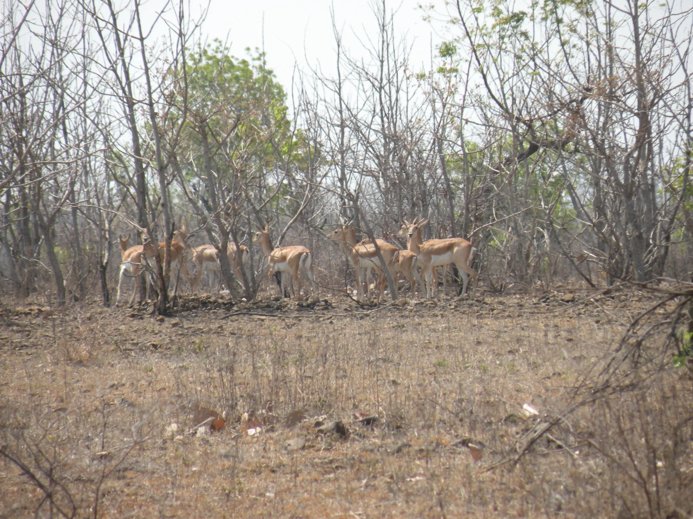 A herd of blackbuck at NETRAVAN.