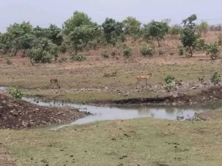 Deer at a water hole near NETRAVAN.