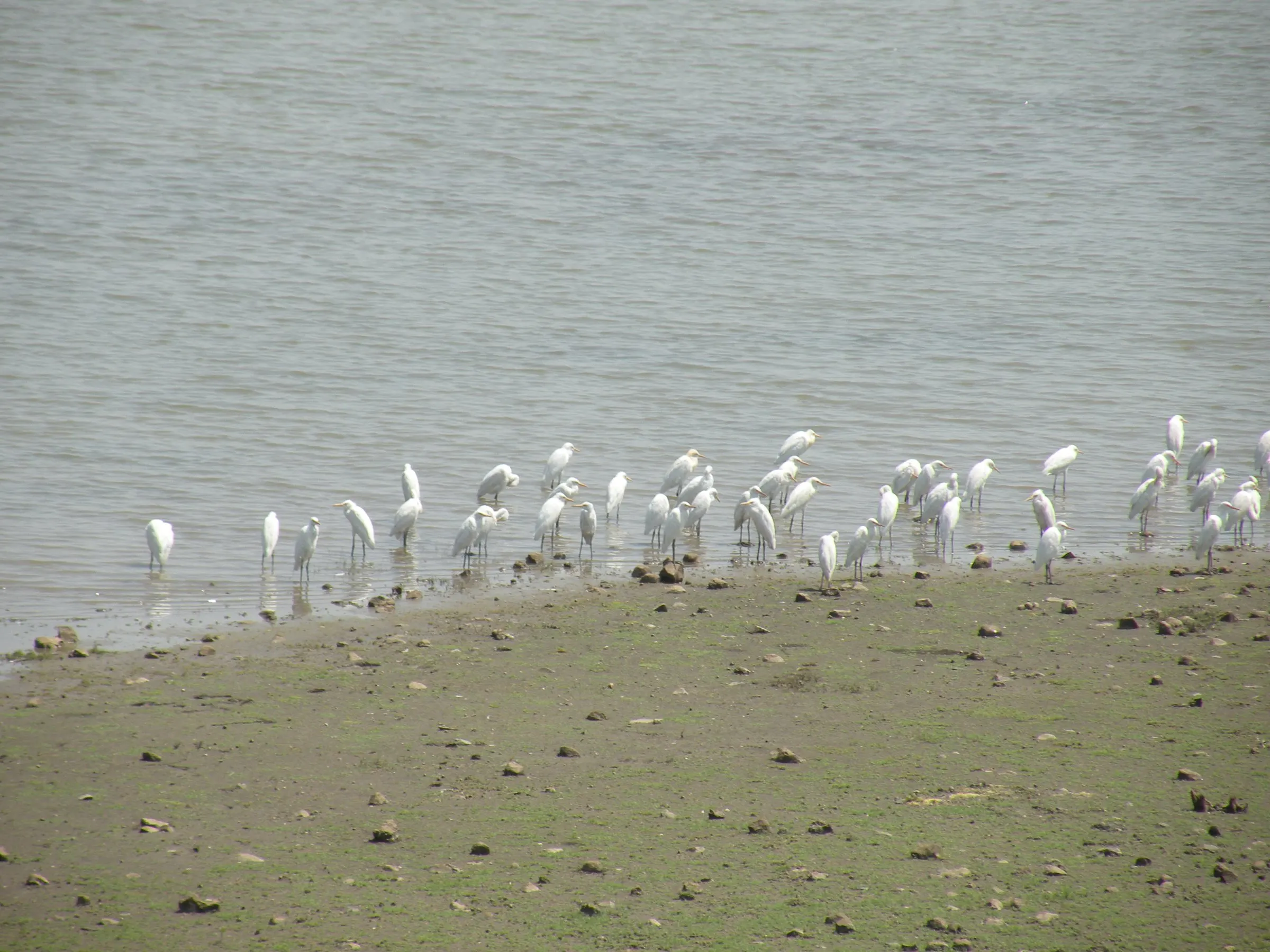 Egrets at the water near NETRAVAN.