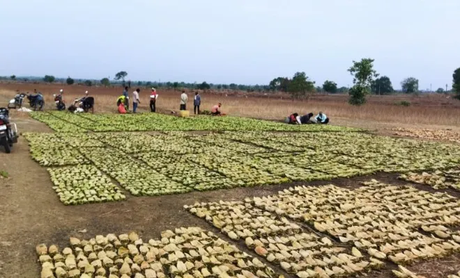 Bundles of tendu leaves drying in rows.