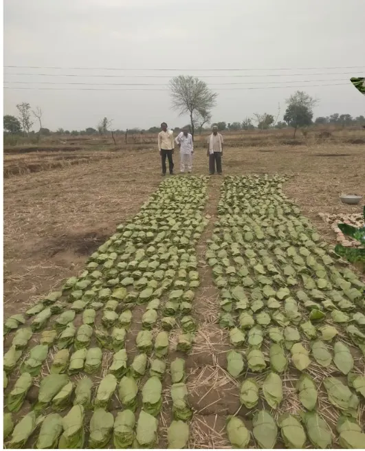 Tendu leaves laid out to dry, collected by the village Gram Sabhas.