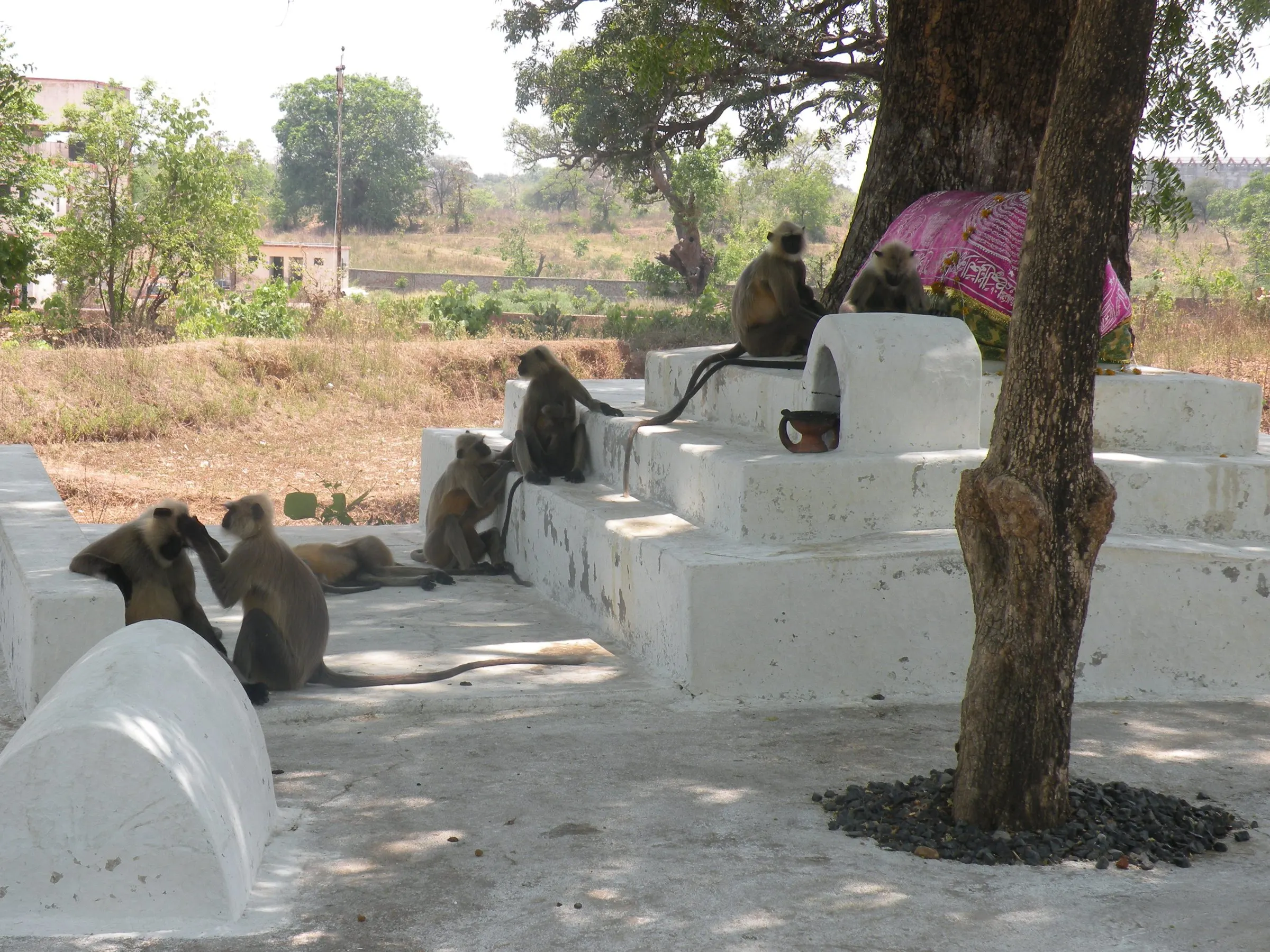 Langurs at a water point kept filled by our team in summer.
